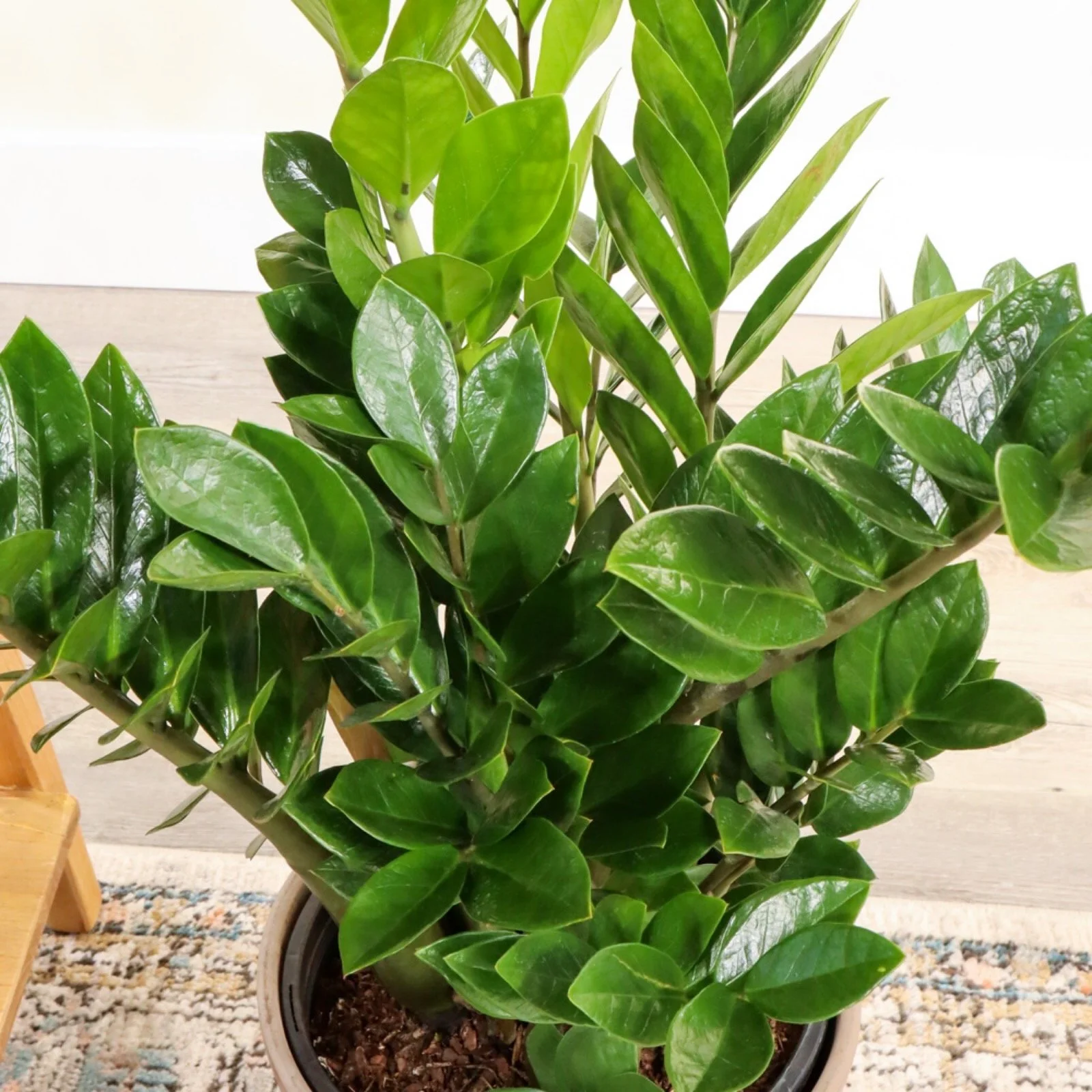 ZZ+Plant.JPG
